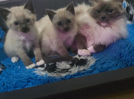 Colour Point Kittens