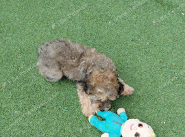 MALTIPOO PUPPIES Chocolate /Tan Girl & Tortoise shell Boy READY NOW