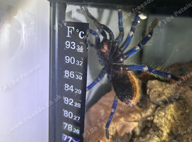 Female's 2 x GBB's for Sale