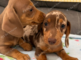 True miniature dachshund puppies