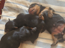 4 beautiful little puppys