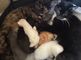 7 beautiful kittens - ready 16th June.