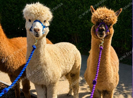 4x Alpacas with trailer included