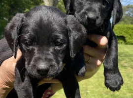 Gorgeous Little Girls looking for a forever home