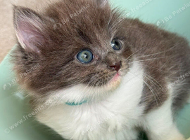 Two beautiful British shorthair cross kittens