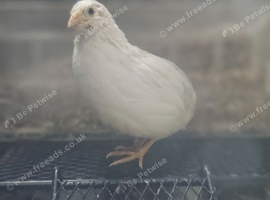 Females
