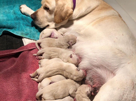 Pedigree Labrador puppies for sale!