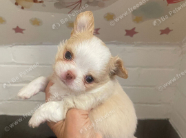 Beautiful chihuahua puppies kc