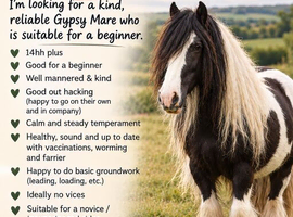 Wanted Gypsy cob mare