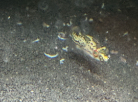 Red eye puffers x7