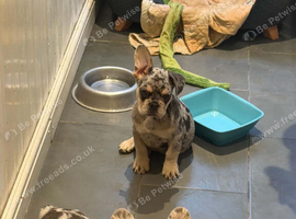 male French bulldogs
