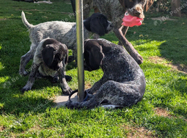Gurman wire hair pointer/ gurman sort haired ponter
