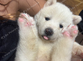 BEAUTIFUL JAPANESE AKITA INU PUPPIES