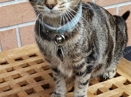 6 month old tabby female
