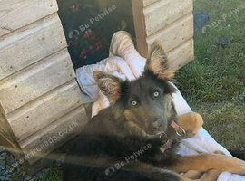 German shepherd