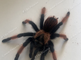 Mexican red knee