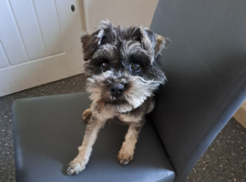 Miniature Schnauzer Bitch