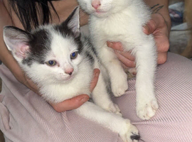 4 beautiful kittens for sale