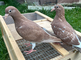 Chocolate coloured pigeons for sale