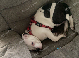 Staffy cross bulldog