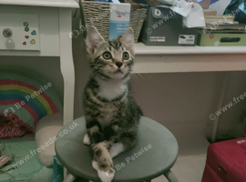 3 beautiful kittens for sale for loving homes