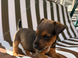 Russel puppies