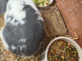 male rabbit for rehoming.