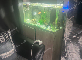 Fish tank for sale and tropical fish