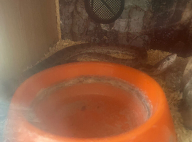 Corn snake