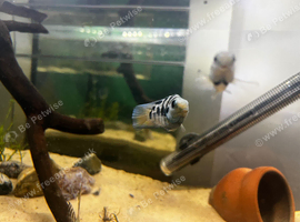 Polar blue parrot fish