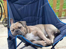 Micro bully x frenchie