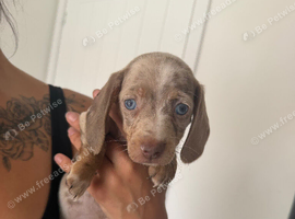 Miniature dachshund puppies