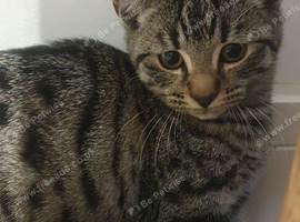 14 week old kittens looking for their forever homes