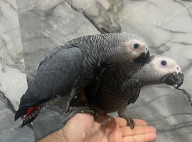 Handreared Baby Super Tame Cuddly Friendly African Grey Parrot,6