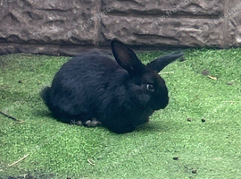 Baby Flemish male