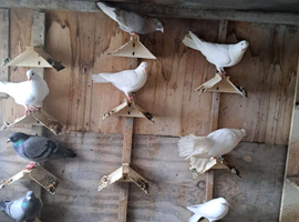 Pigeons