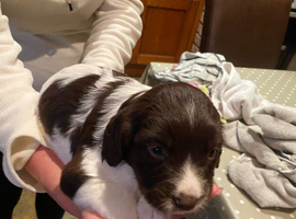 Springer Spaniel Pups for Sale ALL SOLD