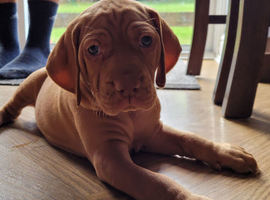KC hungarian vizsla puppies for sale ( ready to go 13th June)