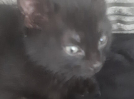 Kitten