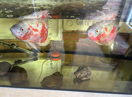 2xAdult Oscars and 300ltr tank