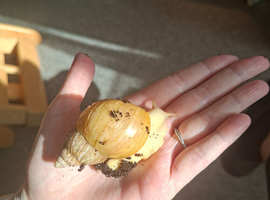 Giant African land Snail babies