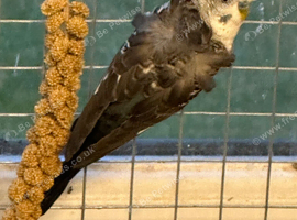 Black faced budgies
