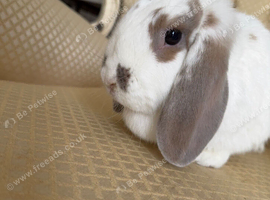 Willow French lop doe available!
