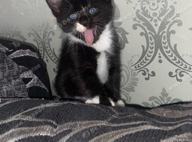 2 beautiful boy kittens