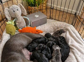 staffy puppies