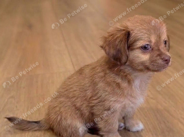 Chihuahua Boy - Ready for loving home