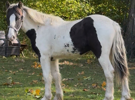 Cob gelding weanling