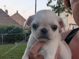 Pug puppies