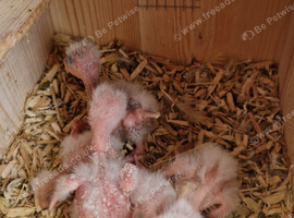 2 cockatiel chicks ready now 8 weeks old