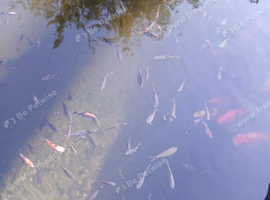 Juvenile Goldfish Available to Good Home
